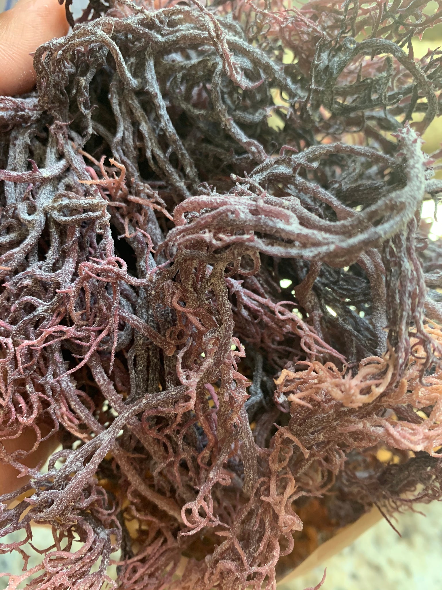 Purple Sea Moss Plant